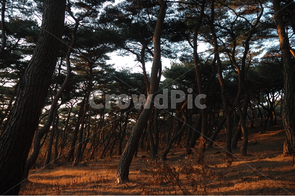송,소나무,자연,힐링,겨울소나무,식물,자연,plants,nature,나무,trees,wood