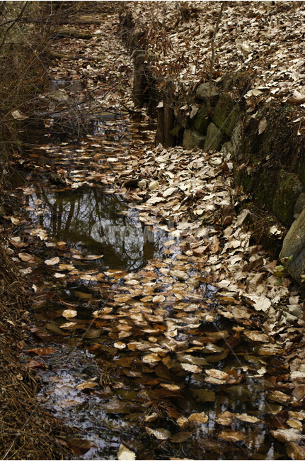 식물,낙엽,겨울,냇물,숲,자연,풍경,nature,landscape