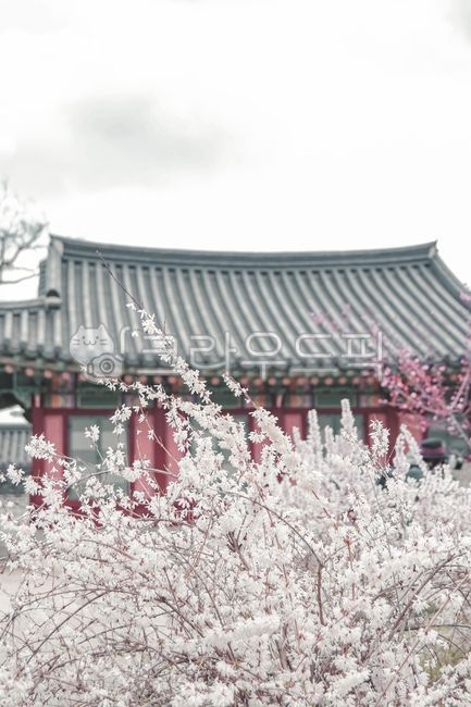 Cherry Blossom,Korean traditional culture,color,in full bloom,spring flowers,spring,beautiful,Changdeokgung Palace,tile,sight,plum blossom,wide open,gay,old fashioned,blossom,Changgyeonggung Palace,nature,Palace,oriental,Korean,flower,korea,traditional,Ha