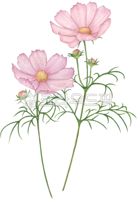 코스모스,꽃,꽃잎,가을,가을꽃,코스모스그림,손그림,꽃그림,코스모스일러스트,일러스트,가을일러스트,가을꽃그림,가을꽃일러스트,수채화,핑크,분홍,플로랄,플로랄디자인,보태니컬,cosmos,flower,petal,plant,floral,botanical,autumn,fall,cosmosdrawing,cosmosillustration,illustration,autumnillustration,fallillustration,watercolor,drawing,pink