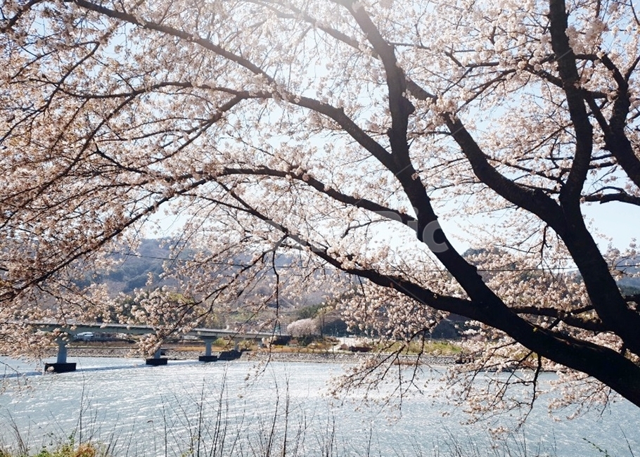 하동벚꽃길,벚꽃,봄꽃,벚꽃길,벚꽃풍경,벚꽃놀이,하동벚꽃