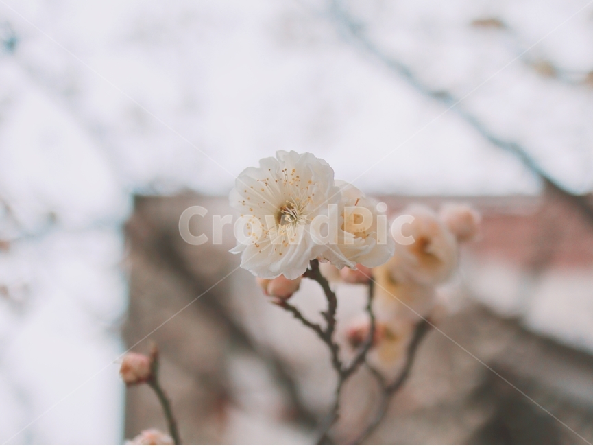 노란꽃,개나리,노란색,꽃,봄,봄,계절,spring,season,식물,자연,plants,nature,꽃,flower,plant,blossom