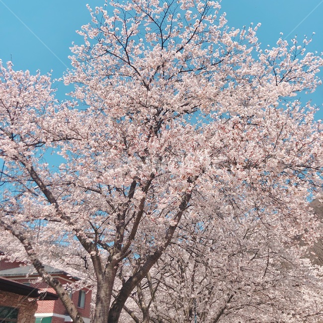 벚꽃,나무,하늘,봄,분홍