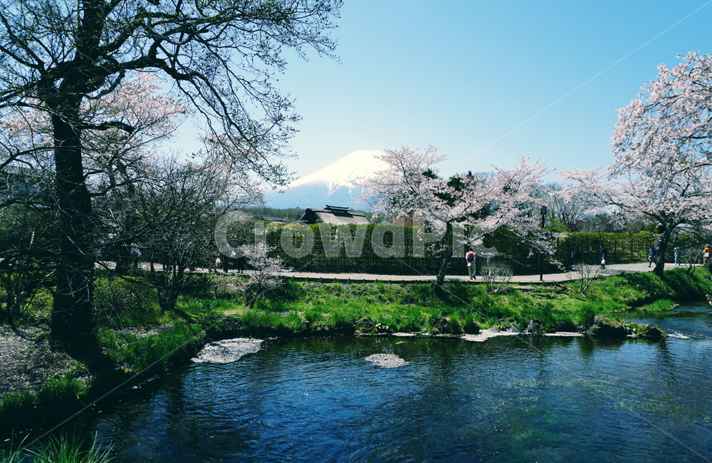 후지산,일본,도쿄,벚꽃,벚꽃후지산,후지산배경,식물,산,강,자연,자연,풍경,nature,landscape