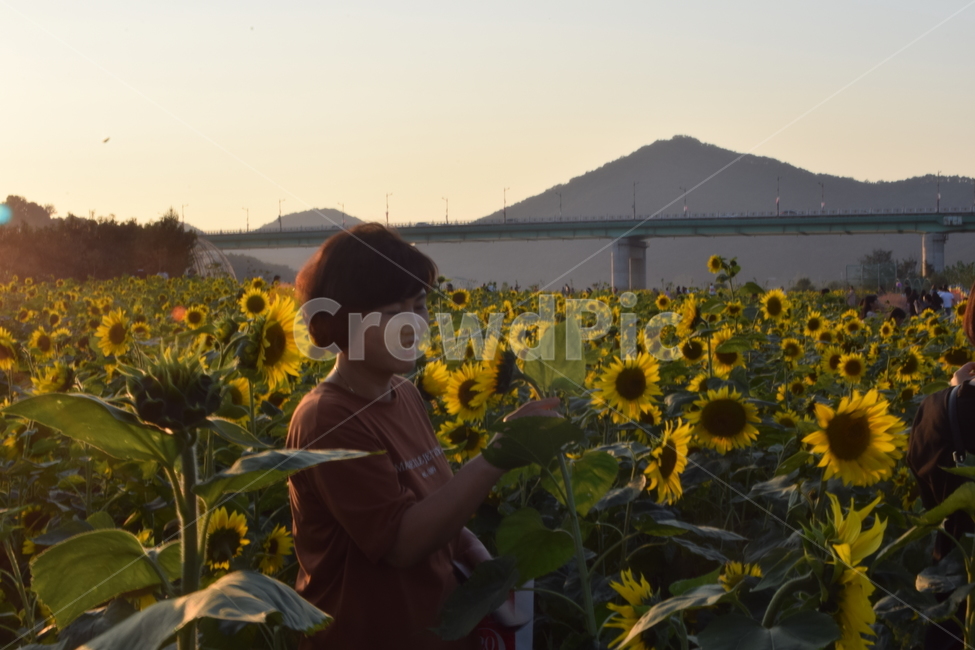 공주,백제문화제,노란,노을,해바라기,식물,자연,plants,nature,꽃,flower,사람,인물,인간,human,person,여성,여자,woman,female,lady