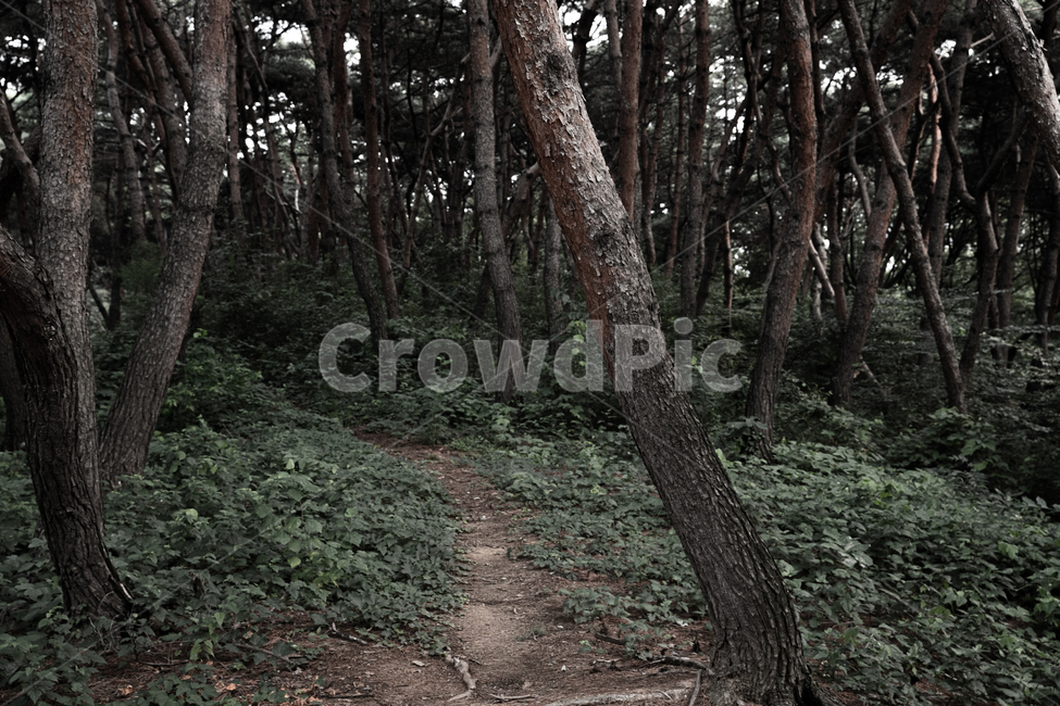 tree,나무,treetrunk,나무줄기,plant,식물,ground,바닥,소나무,소나무숲,숲,흙,흙길,자연,풍경,nature,landscape