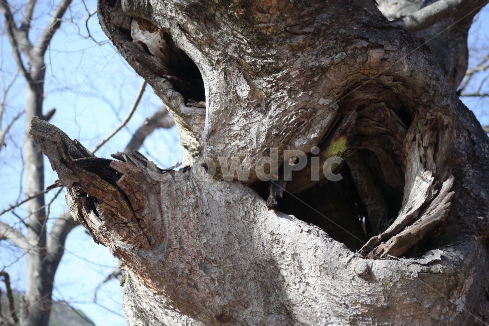식물,죽은나무,나무,wood,branch,나무껍질,수피,식물,자연,plants,nature,나무,trees,wood