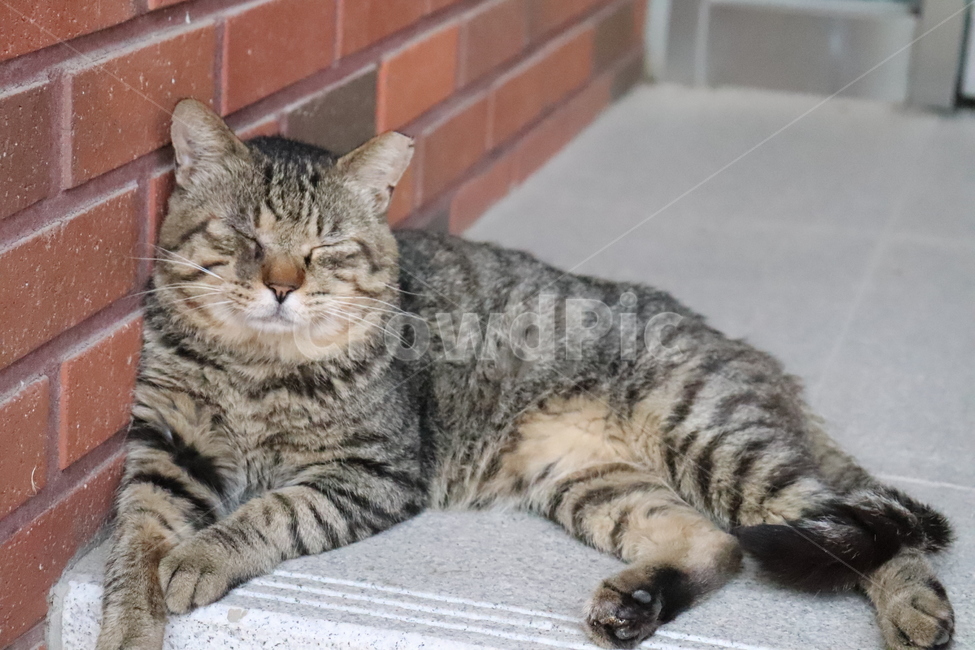 동물,고양이,길냥이,반려동물,길고양이,냐옹이,동물,animal,포유류,mammal,고양이,cat,kitten,kitty