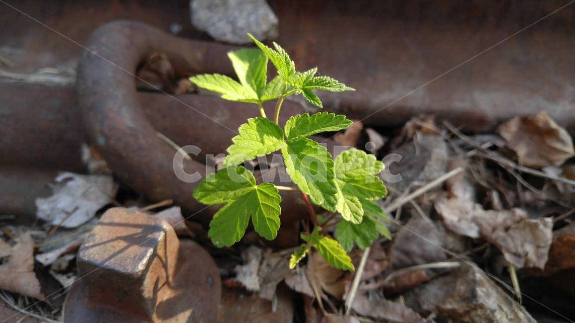 한삼덩굴,가시풀,풀,식물,녹색,철길,철,갈색,배경,감성,spicygrass,grass,flants,green,brown,arailroadtrack,iron,background,emotional