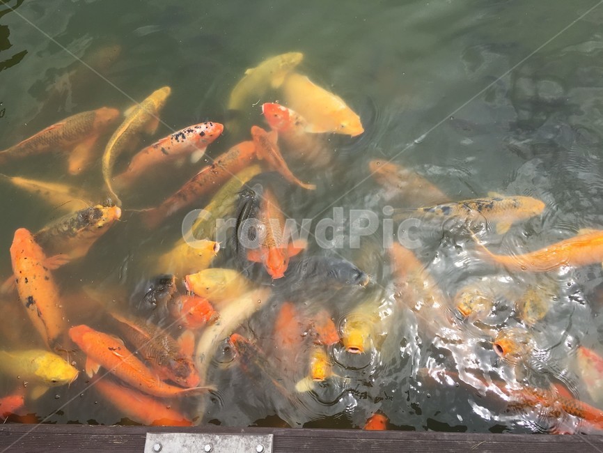 잉어,잉어떼,물고기,비단잉어,연못,동물,animal,어류,물고기,fish