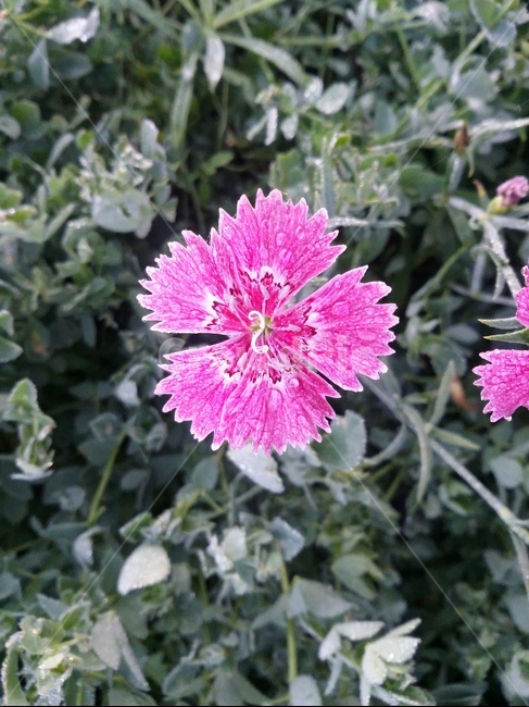 plant,식물,꽃,자연,flower,식물,자연,plants,nature,꽃,flower