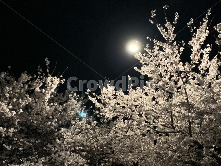 벛꽃,야경,가로등,밤,산책,봄,계절,spring,season,자연,풍경,nature,landscape,야경,밤,nightscape,night,plant,식물,flower,꽃,blossom