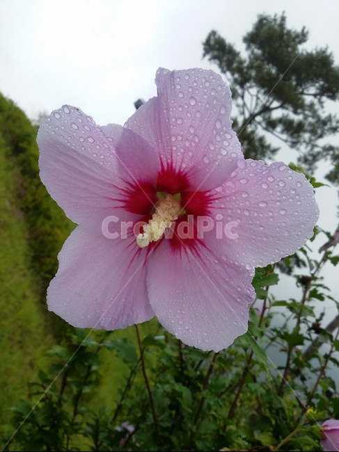 식물,plant,꽃,무궁화,무궁화꽃,식물,자연,plants,nature,꽃,flower
