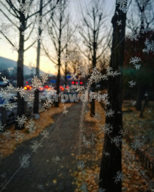 눈,눈꽃,결정,낙옆,겨울,겨울,계절,winter,season