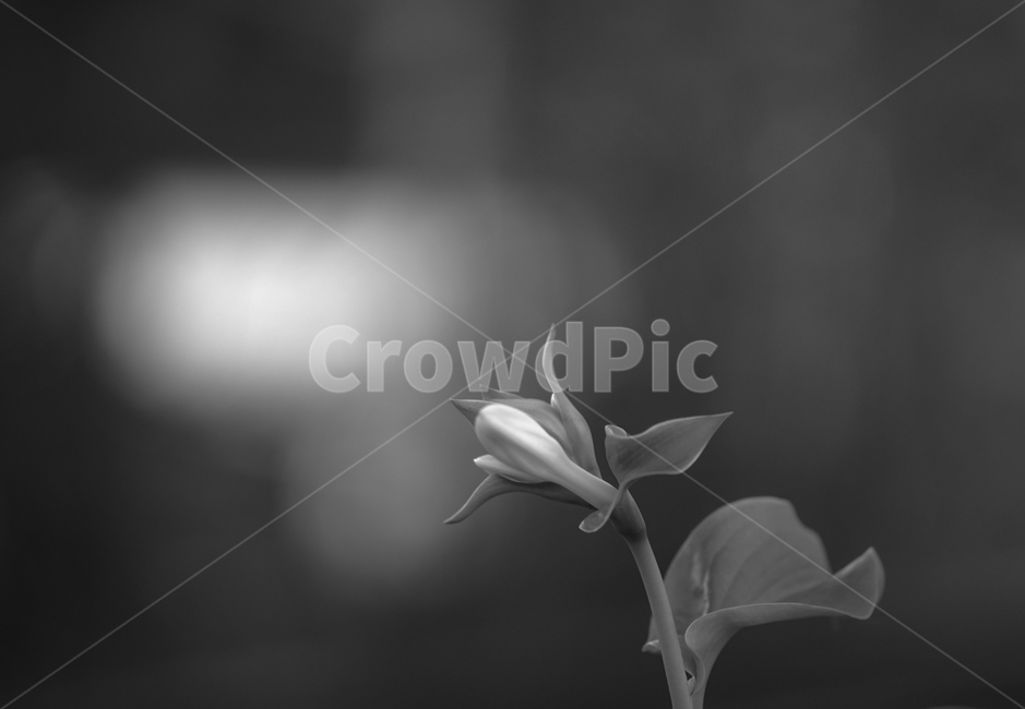 옥잠화,야생,꽃,식물,조경화,식물,자연,plants,nature,꽃,flower,흑백,모노톤,monochrome,black and white