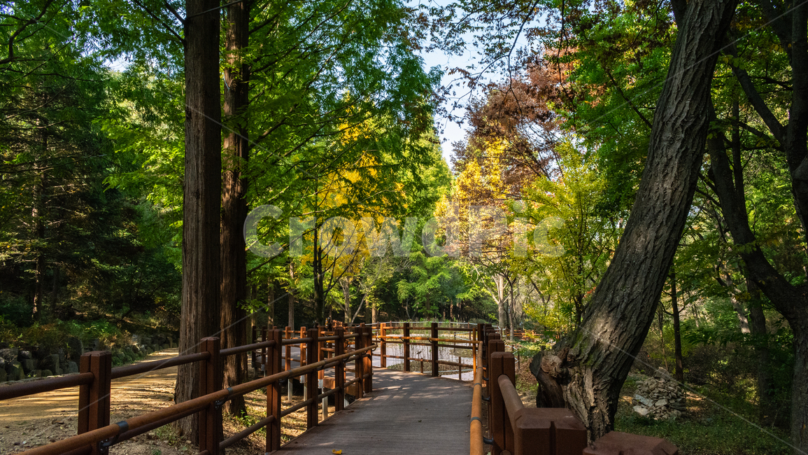 숲속,힐링,산책로,가을,단풍,가을,계절,fall,autumn,season,tree,나무,tree trunk,나무 줄기,plant,식물
