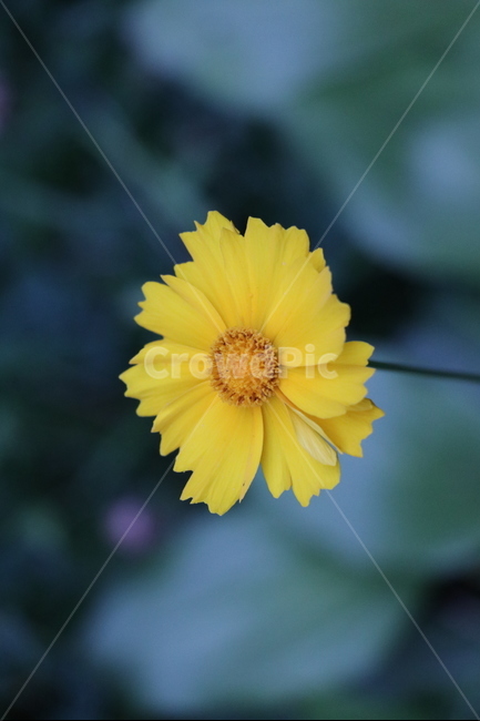꽃,노랑,여름,자연,식물,노란꽃,들꽃,공원,여름꽃,식물,자연,plants,nature,꽃,flower