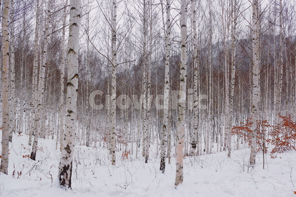 자작나무,숲,겨울,눈,하얀색,forest,강원도,winter,snow,white,birch,gangwondo,자연,nature,겨울,계절,winter,season,식물,자연,plants,nature,나무,trees,wood