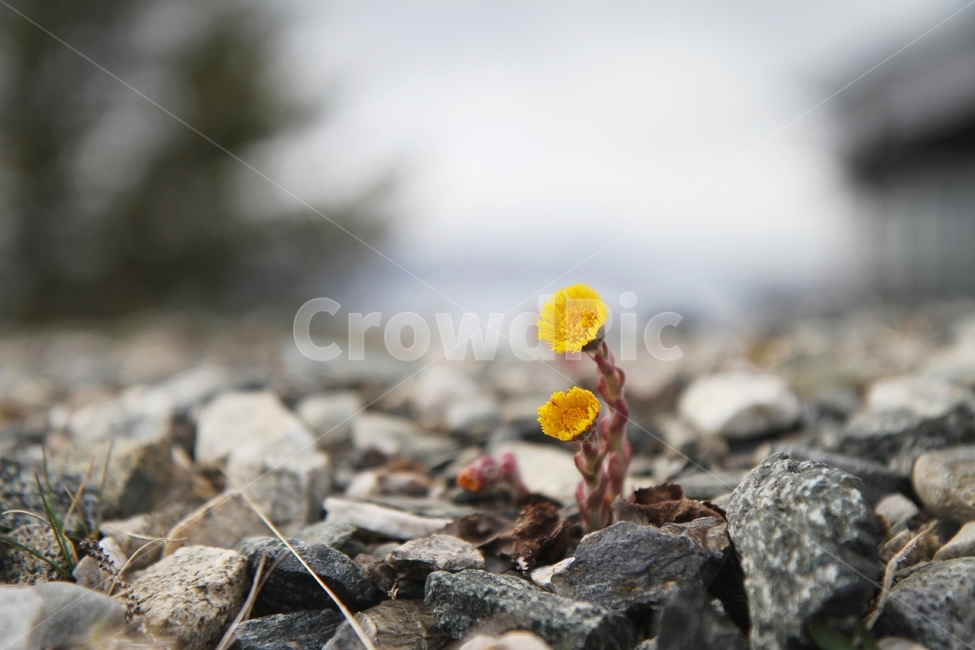 식물,꽃사진,관동화,해외꽃사진,감성사진,식물,자연,plants,nature,꽃,flower
