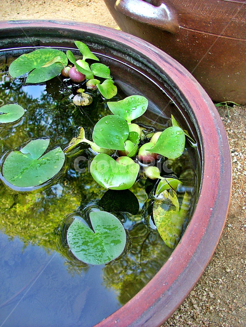 부레옥잠,부엽성,여러해살이물풀,보라색,관상용,수질정화용,식물,자연,plants,nature