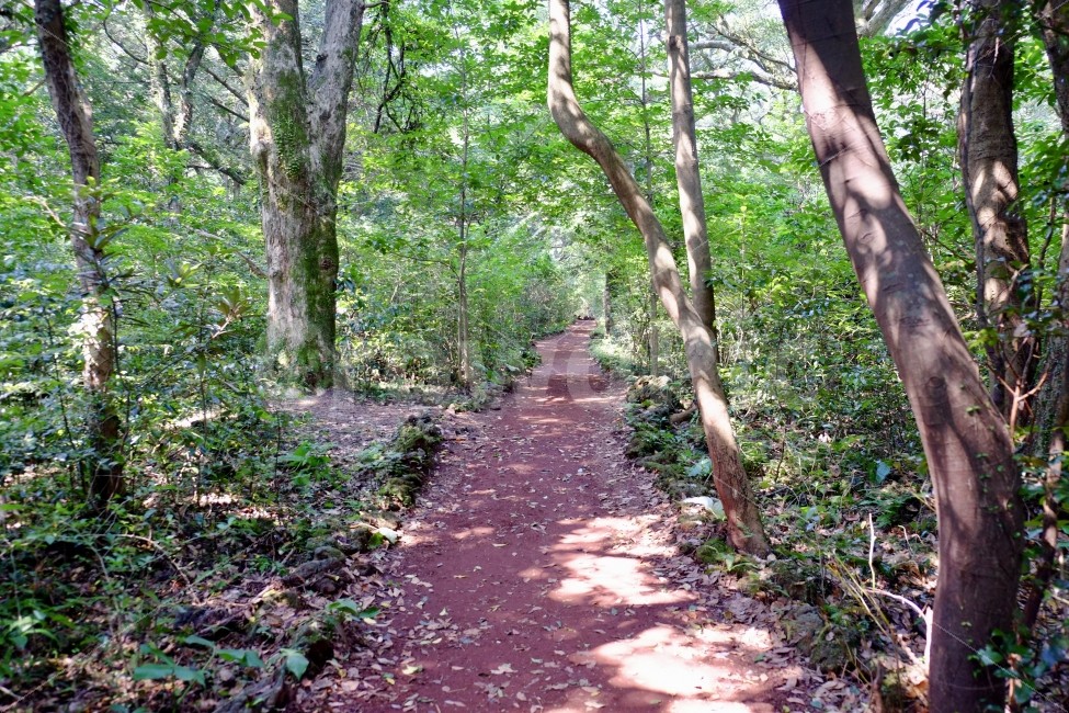 숲,숲길,길,나무,자연,여름,햇빛,풀,환경,잎,자연,풍경,nature,landscape,path,통로