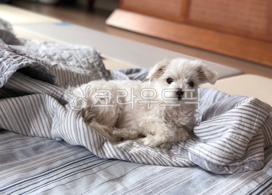 말티즈,마르티즈,강아지,개,반려견,애완견,하얀개,maltese,동물,puppy