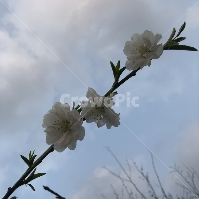 벚꽃,복숭아꽃,plant,식물,나무,푸른하늘,파란하늘,맑은하늘,꽃,꽃한송이