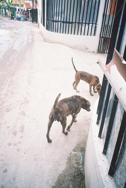 개,난간,handrail,banister,dog