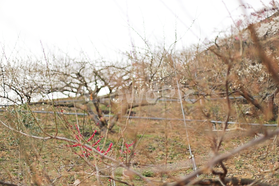 매화,매화꽃,꽃,하동,매화축제,hadong,flower,자연,풍경,nature,landscape,ground,바닥
