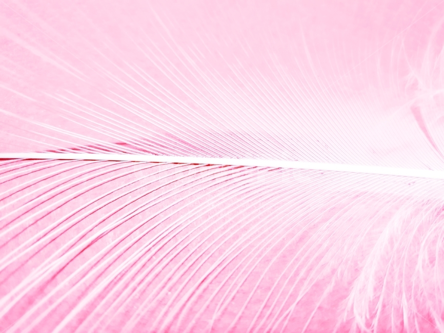 조류,흰색,배경,패턴,소프트솜털,색상,벡터,질감,깃털,자연,날기,날개,백조,깃,아름다운,디자인,새털