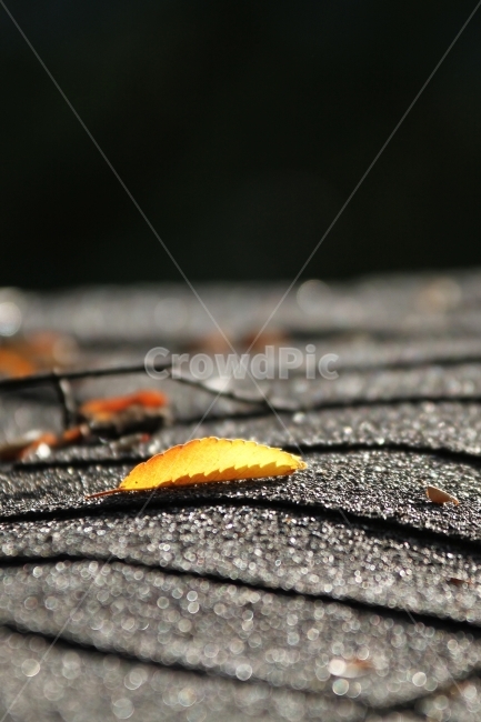단풍잎,가을풍경,식물,자연,감성사진,단풍,가을,계절,fall,autumn,season,식물,자연,plants,nature,감성,sensible,feeling,leaf,잎,plant
