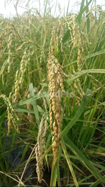 논,논풍경,벼,들판,논농사,곡류,곡식,cereals,산업,industry,industrial,농업,농사,agriculture,farming,farming industry