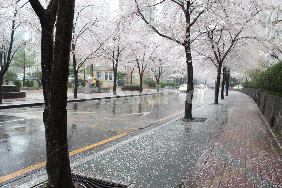 비,rain,벚꽃,봄비,봄,spring,꽃나무,빗방울,landscape,풍경