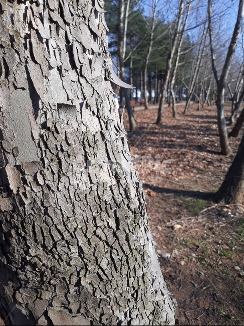나무,나무줄기,나무표면,treetrunk,식물