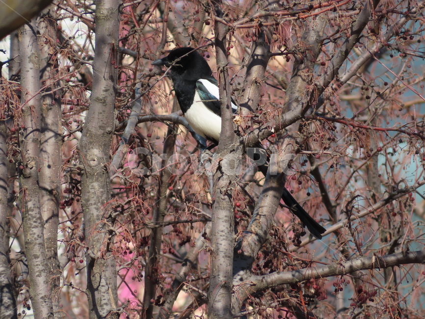 나무,식물,까치,조류,새,나뭇가지,클로즈업,tree,plant,magpie,bird,branches,closeup,동물,animal,조류,새,birds
