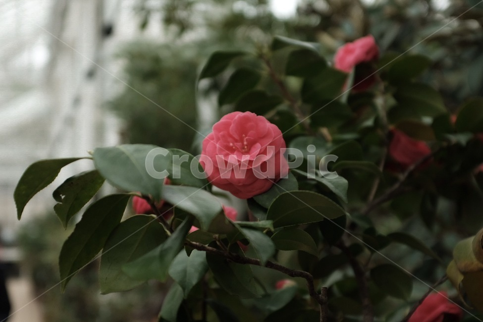 plant,식물,blossom,꽃,flower,매화,홍매화,봄,spring,자연,nature,장미,rose