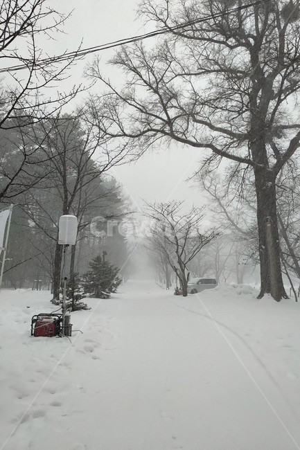 자연,나무,눈,nature,tree,snow,길,road,path,흑백,모노톤,monochrome,black and white
