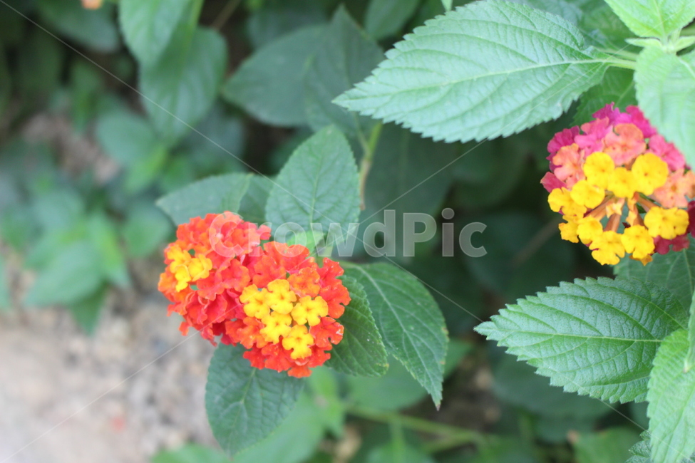 flower,꽃,plant,식물,blossom,leaf,식물,자연,plants,nature,꽃,flower