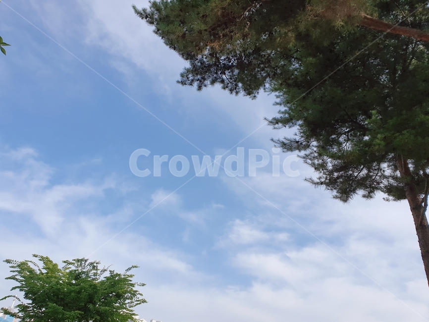 나무,tree,식물,plant,하늘,sky,자연