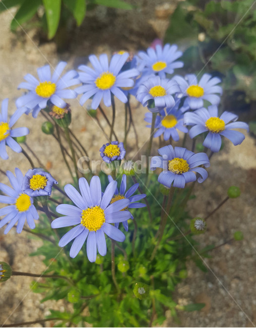 봄,식물,근접,꽃,flower