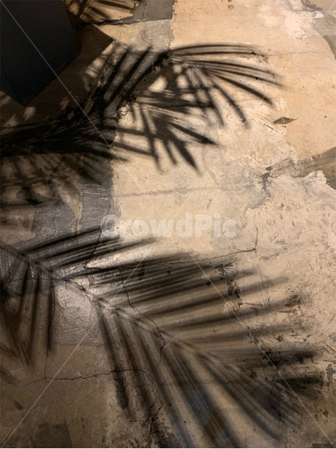 트로피컬,트로피칼,vegan,여름,비건,오리엔탈,동양적인,동양의,텍스쳐,texture,그림자,shadow,관엽수,나무