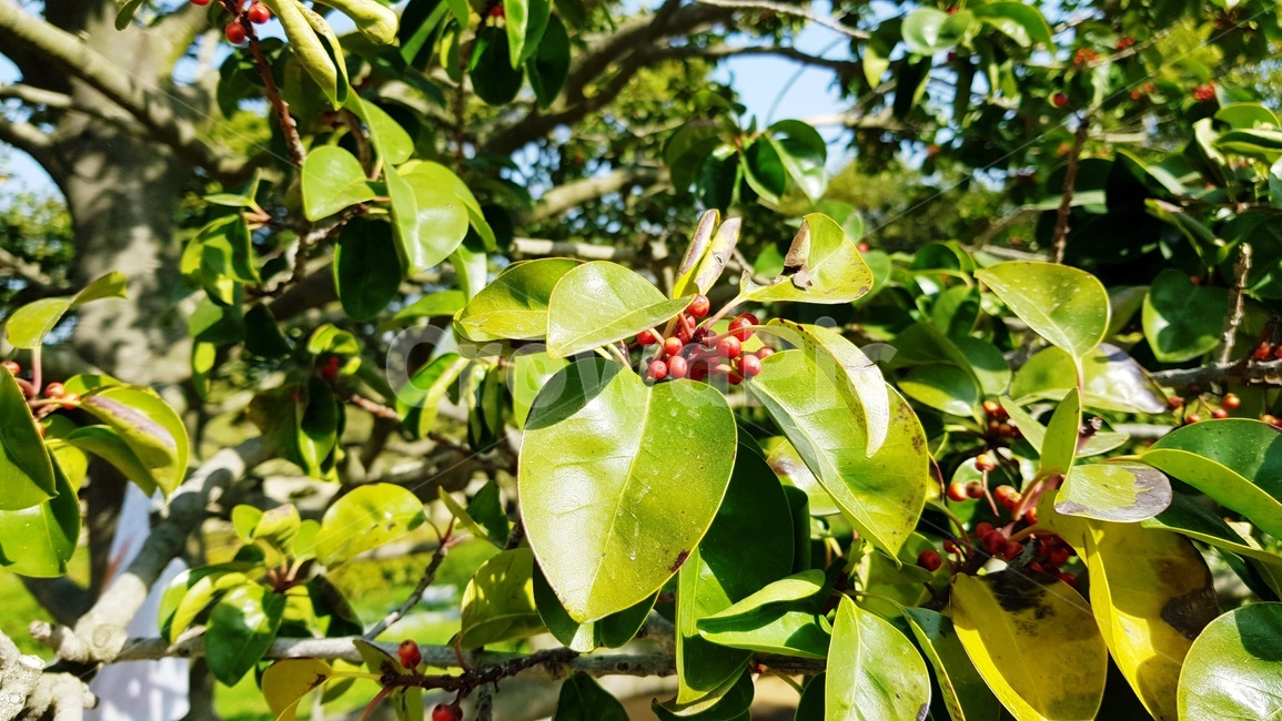 나무,열매,붉은열매,나무열매,정원,공원,가든,식물,자연,plants,nature
