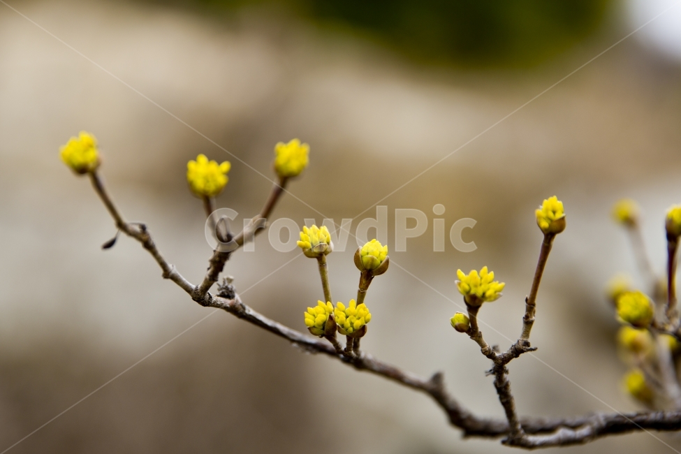산수유꽃,산수유,꽃,자연,봄,봄꽃,식물,자연,plants,nature,꽃,flower