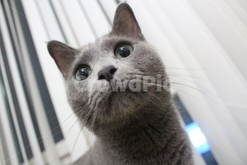 cat,고양이,야옹이,귀여움,동물,animal