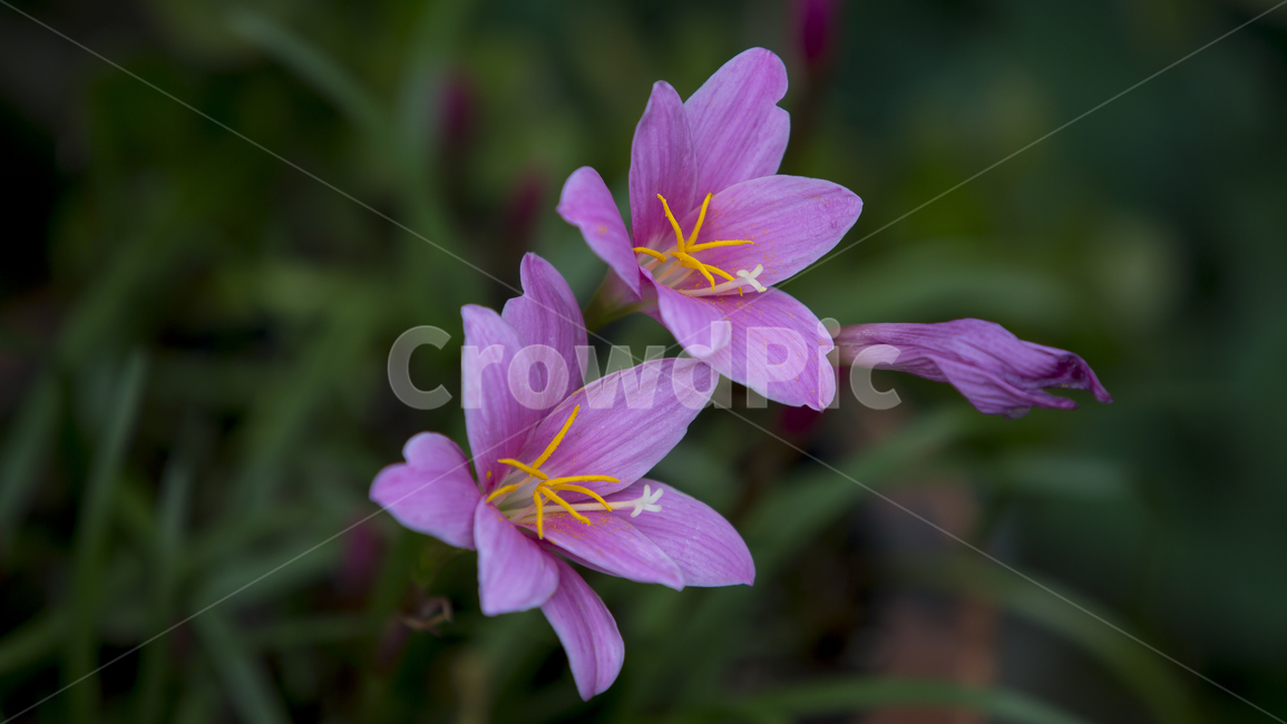 사프란,행복,아름다움,화단,여름,식물,자연,plants,nature,꽃,flower