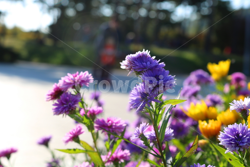 꽃,국화,국화꽃,식물,자연,소국화,야생화,식물,자연,plants,nature,꽃,flower
