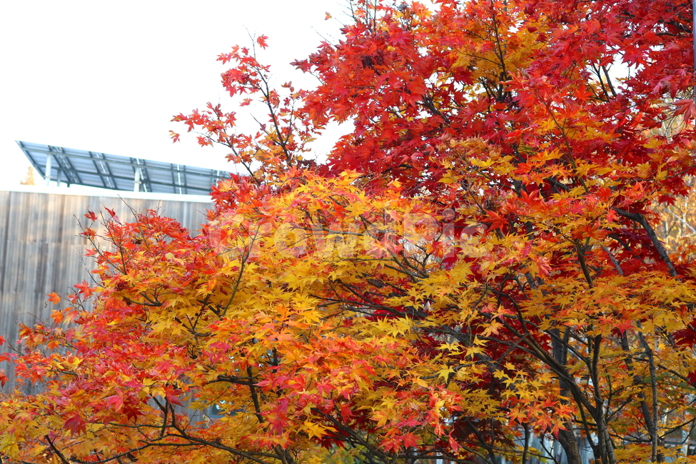 단풍,단풍나무,나무,식물,가을,자연,가을,계절,fall,autumn,season,식물,자연,plants,nature,나무,trees,wood,plant,leaf,잎,tree,maple