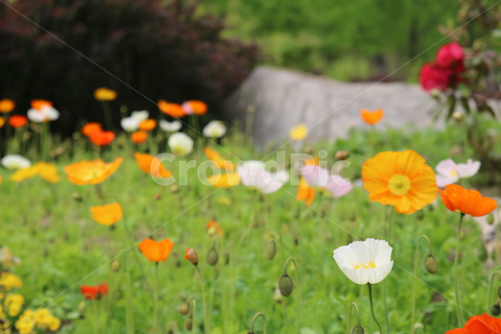 꽃,봄,여름,수목원,자연,봄,계절,spring,season,식물,자연,plants,nature,꽃,flower,plant