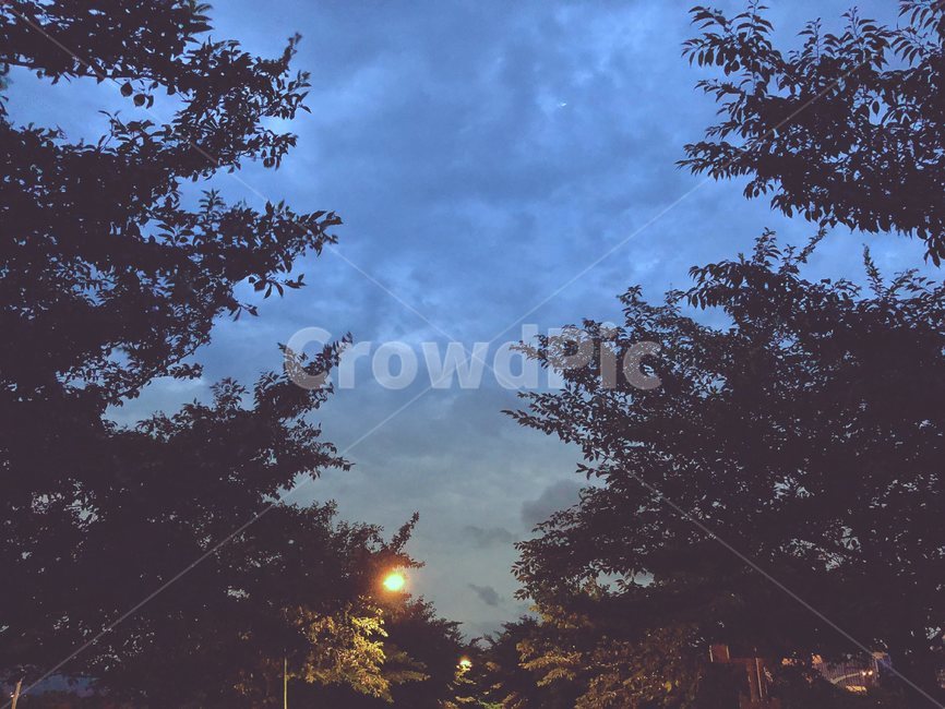 하늘,조명,구름,저녁,해질녘,나무,자연,풍경,nature,landscape,야경,밤,nightscape,night,tree,plant,식물,flare,플레어,light,빛