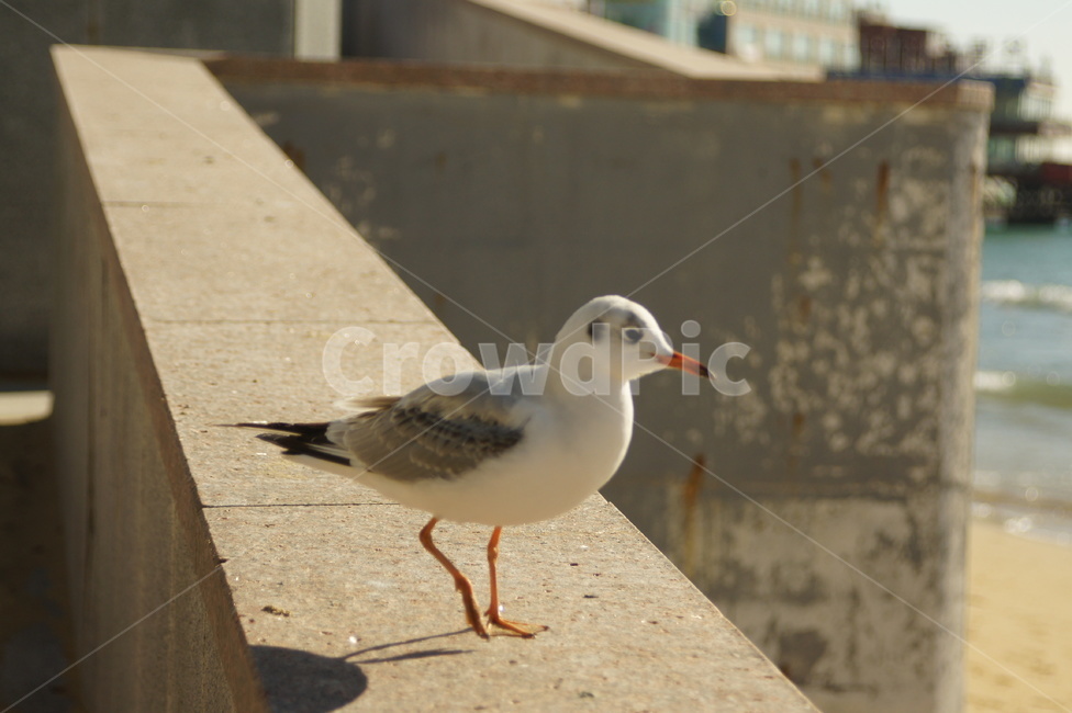 갈매기,seagull,bird,새,동물,animal,동물,animal,조류,새,birds